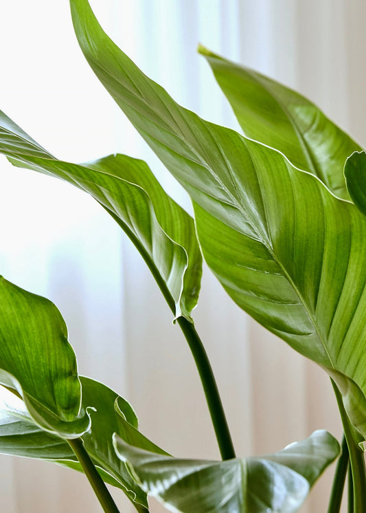 Bird of Paradise plant, known for its exotic, paddle-shaped leaves and strong architectural presence.