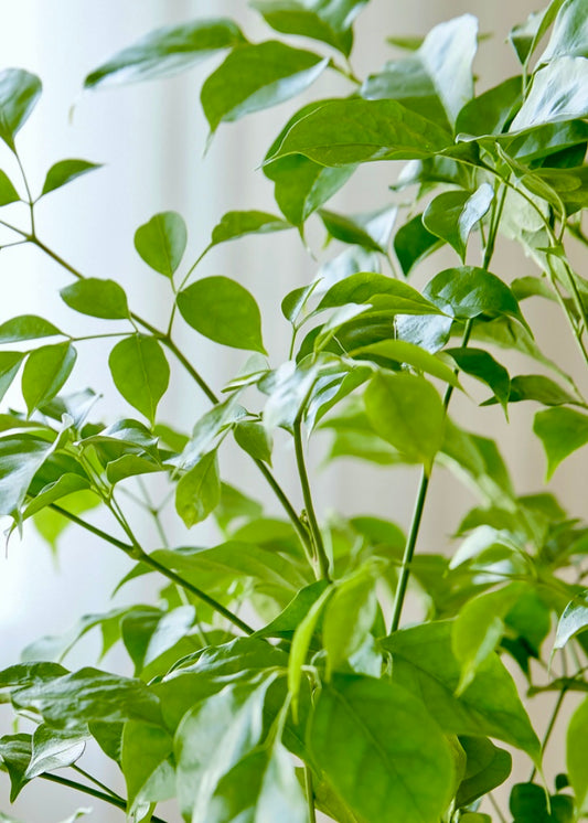 Emerald-green indoor foliage plant symbolizing blessings and prosperity.