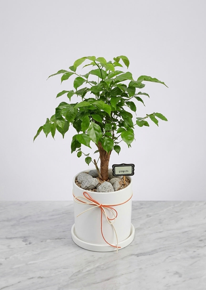Compact Emerald Desk Tree (China Doll Plant) with glossy green foliage in a white planter, ideal for office desks, housewarming gifts, and indoor greenery.