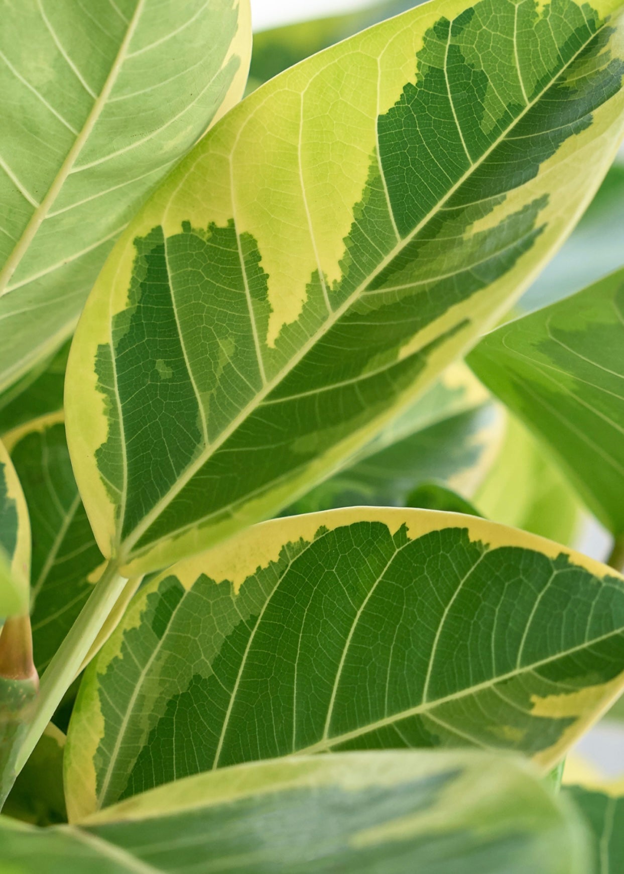 A potted Ficus Audrey (Ficus benghalensis) with lush green leaves, displayed in a modern gray planter.