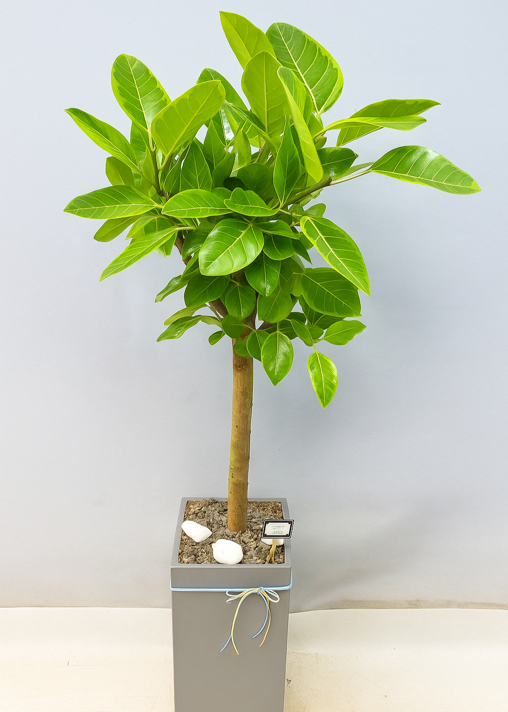 A potted Ficus Audrey (Ficus benghalensis) with lush green leaves, displayed in a modern gray planter.