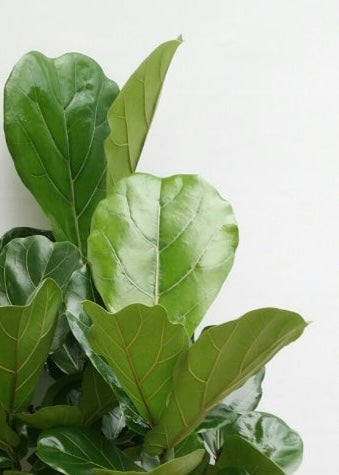 Close-up of large green leaves of Fiddle Leaf Fig Tree
