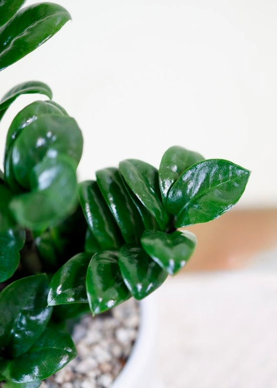 Compact indoor plant with glossy, coin-shaped emerald leaves — symbolizing fortune and prosperity.