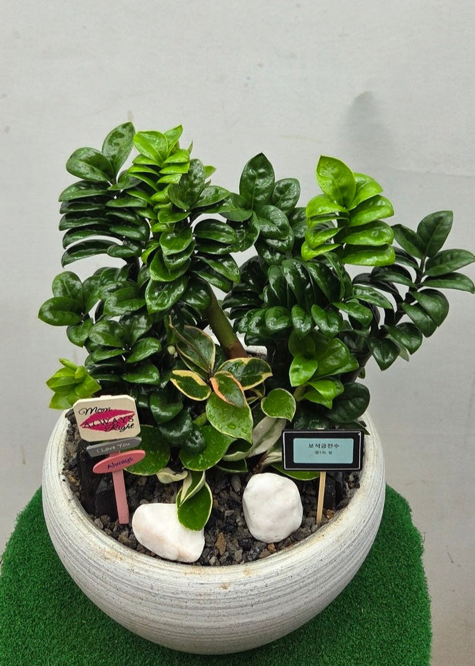 Compact indoor plant with glossy, coin-shaped emerald leaves — symbolizing fortune and prosperity.