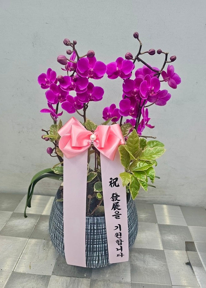 Purple Orchid Plant in Ceramic Pot – Delivered in Korea