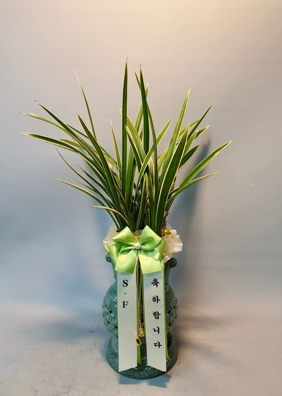 Elegant Korean Cymbidium orchid in a traditional ceramic pot, perfect for business gifts, promotions, or honoring special milestones.
