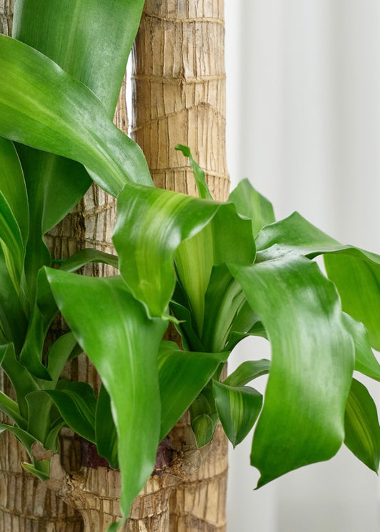 Housewarming gift – Happy Plant in stylish pot for good fortune