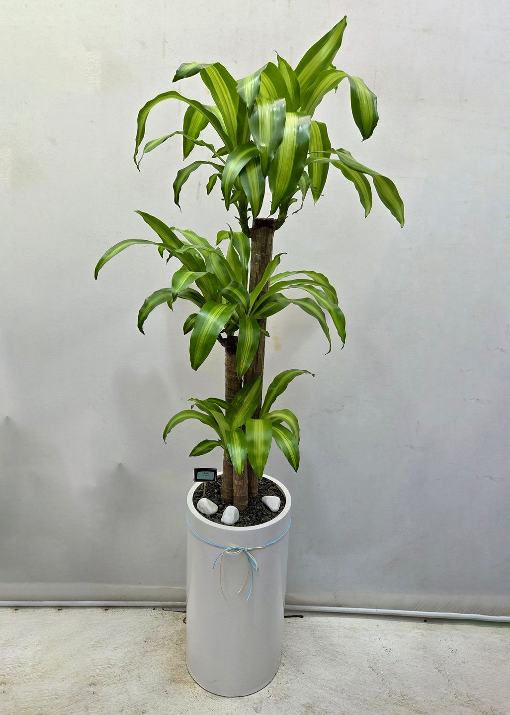 Housewarming gift – Happy Plant in stylish pot for good fortune