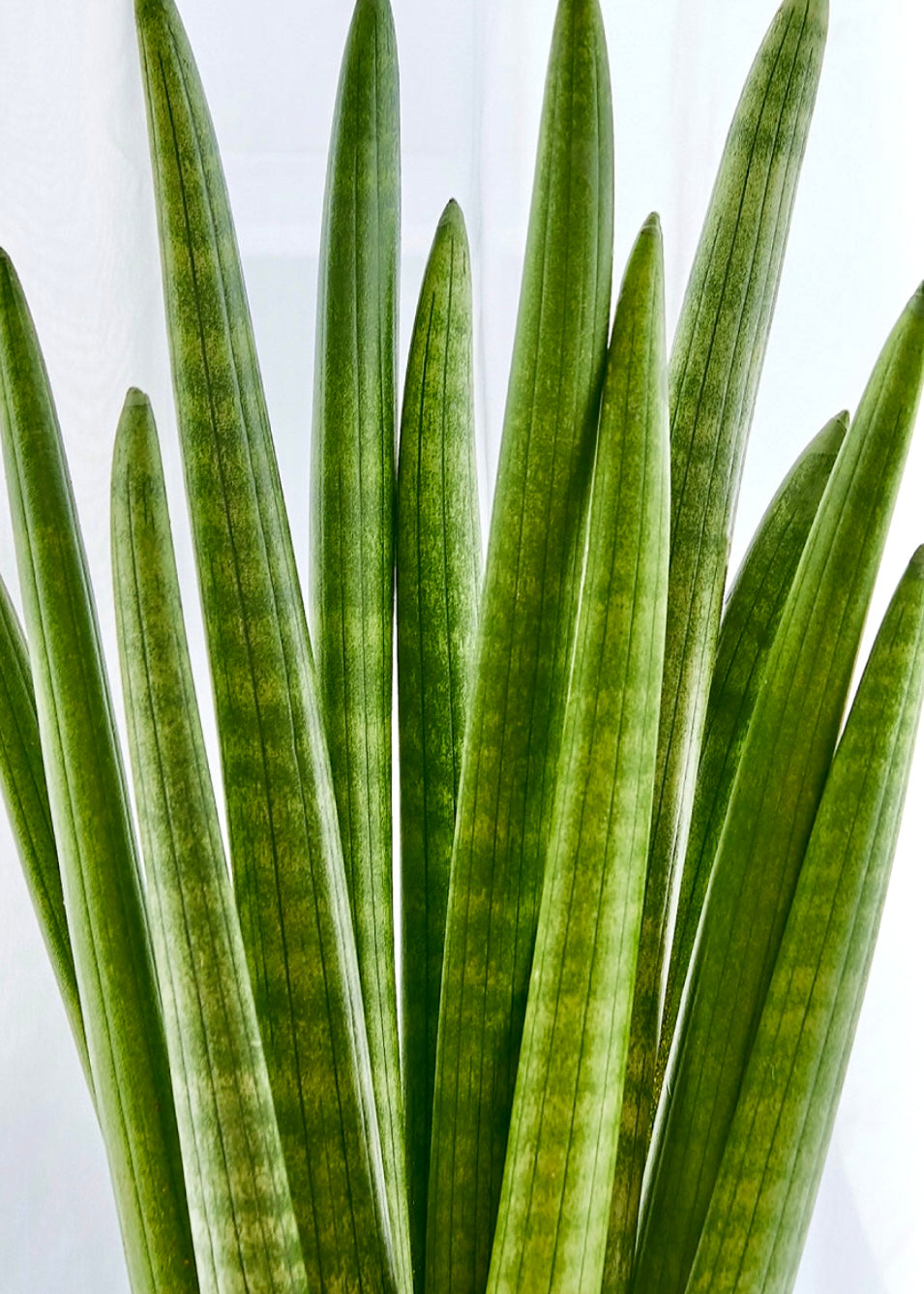 A potted Lucky Spear Plant (Sansevieria cylindrica) with upright, cylindrical green leaves, displayed in a modern indoor setting. Perfect for gifting or home decor.