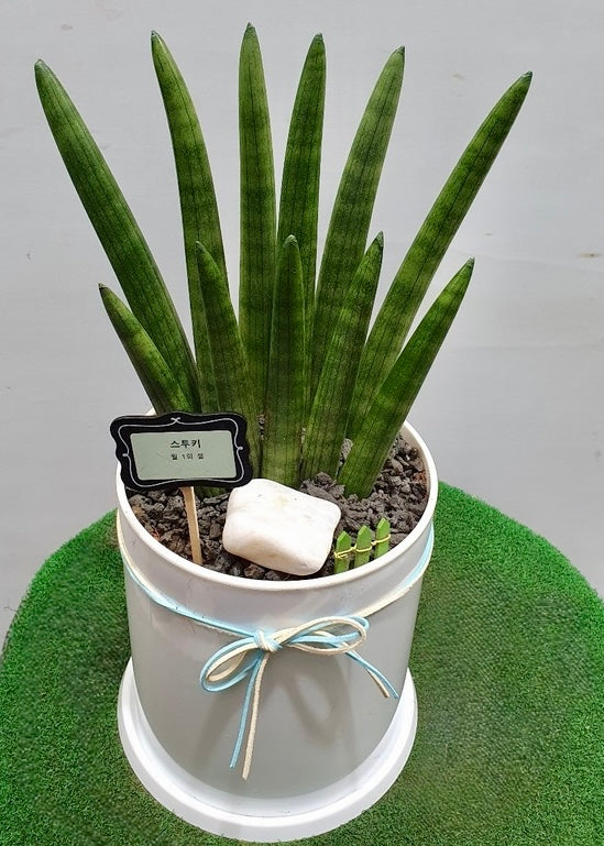 A potted Lucky Spear Plant (Sansevieria cylindrica) with upright, cylindrical green leaves, displayed in a modern indoor setting. Perfect for gifting or home decor.
