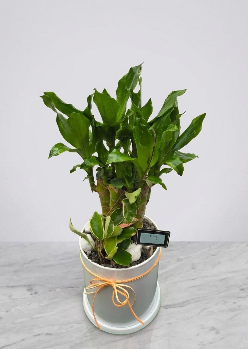 Lucky Bamboo plant with lush green stalks and decorative foliage in a modern white planter, ideal for housewarming gifts, office décor, and symbols of prosperity and good fortune.
