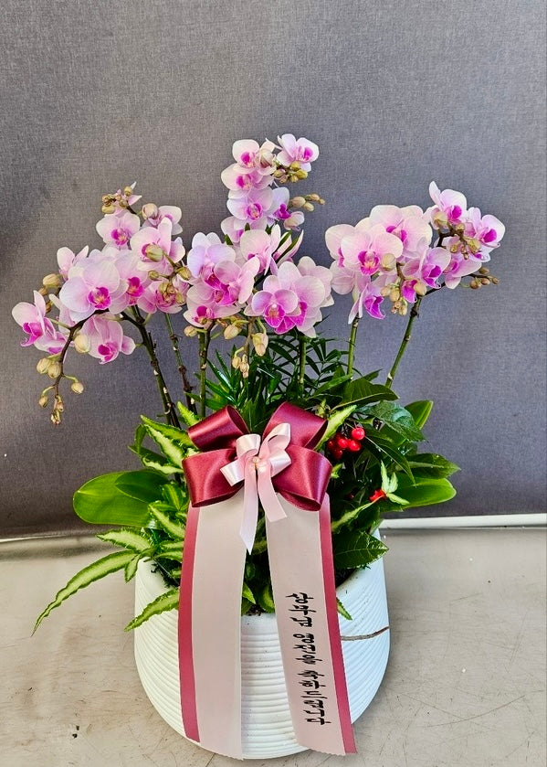 Elegant pink Phalaenopsis orchid in a ceramic pot with green foliage