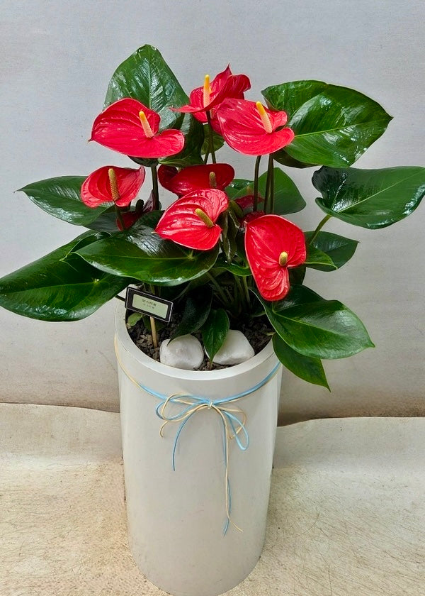 Elegant red anthurium arrangement – perfect for romantic or celebratory gifts