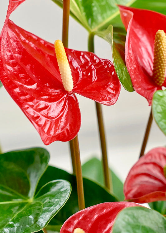 Red Anthurium Plant in Ceramic Pot
