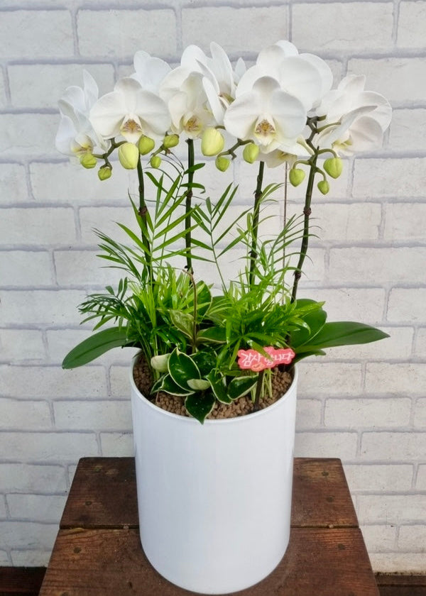 White Potted Orchid Plant Delivered in Korea