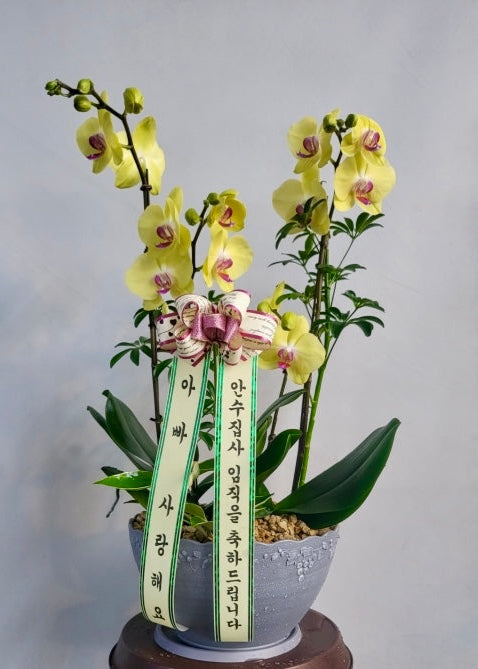 Yellow orchid planted in a clean, modern ceramic pot and paired with rich green foliage.