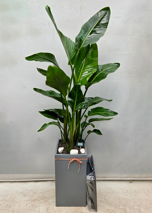 Bird of Paradise plant, known for its exotic, paddle-shaped leaves and strong architectural presence.