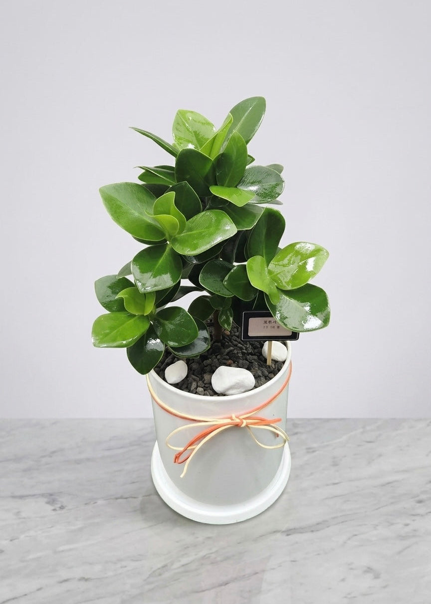 Clusia plant delivery Korea, Autograph Tree in white pot, low maintenance indoor houseplant gift.