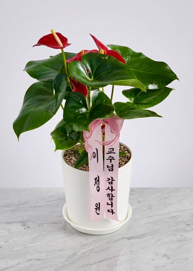 Charming Red Anthurium