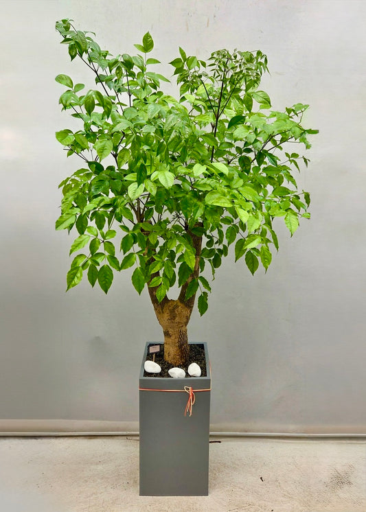Emerald Blessing Tree – tall green indoor plant for housewarming gift and air purification.