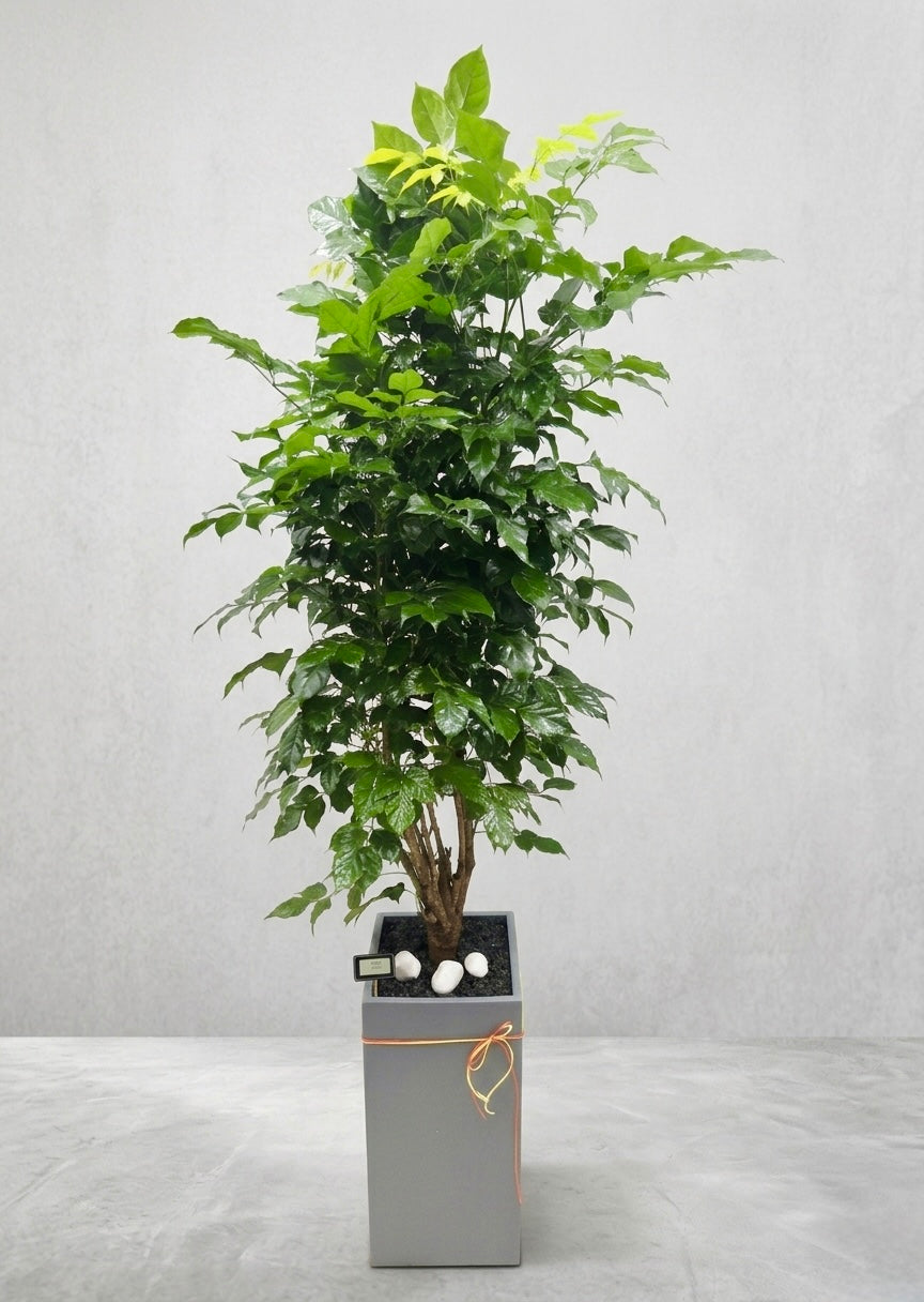 Emerald Fortune Tree