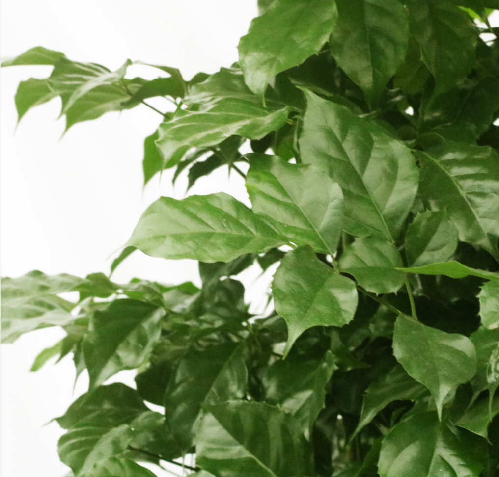 Emerald Fortune Tree