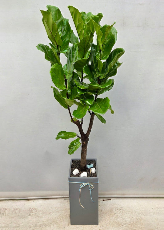 Fiddle Leaf Fig tree in ceramic pot