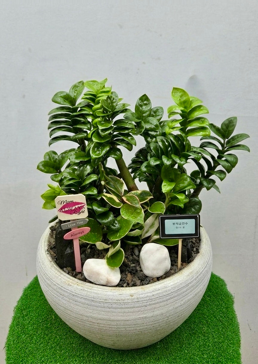 Fortune Jewel Plant