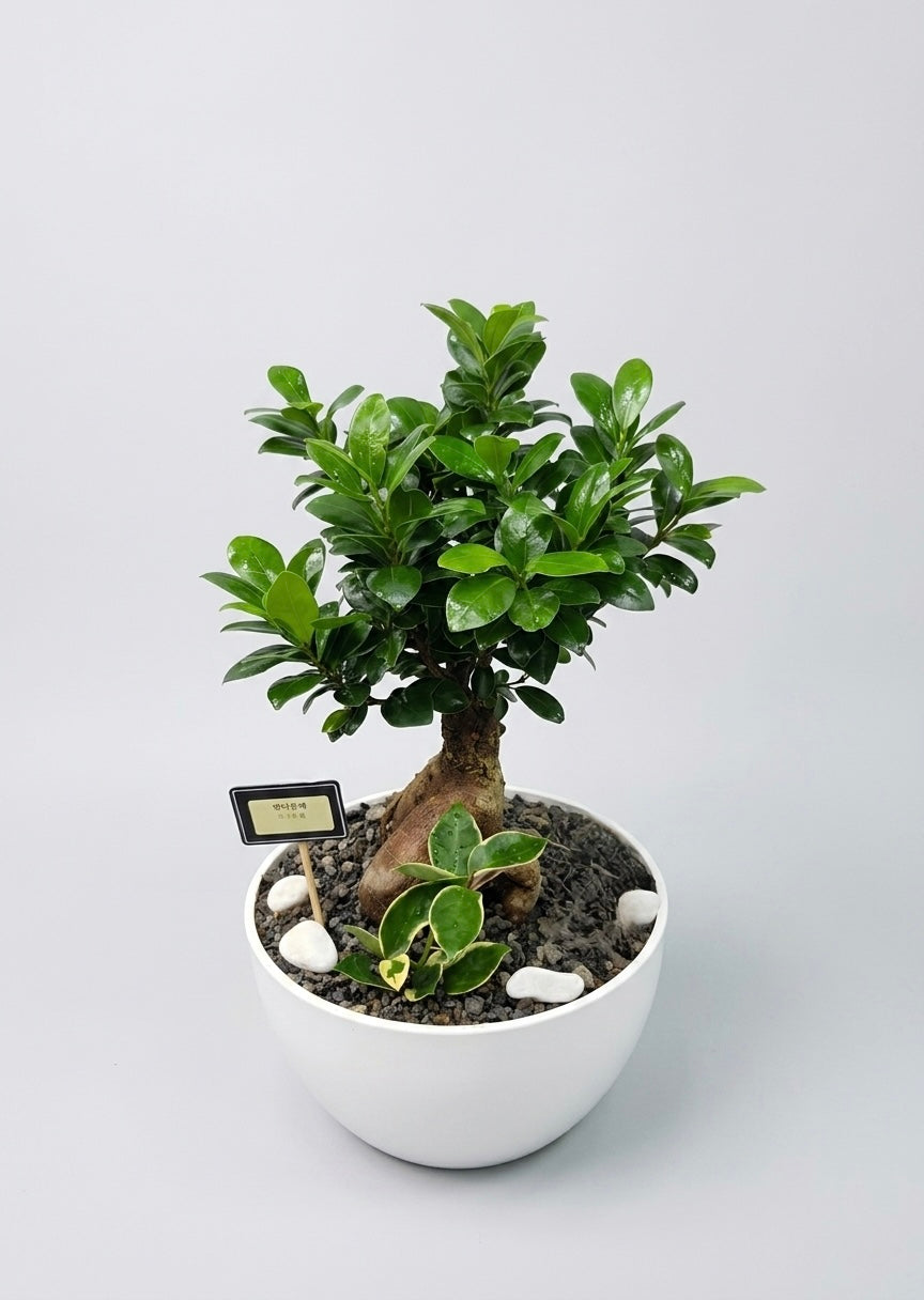 Ginseng Ficus bonsai with a sculptural thick root trunk and glossy green foliage in a white planter, ideal for office desks, housewarming gifts, and elegant indoor décor.