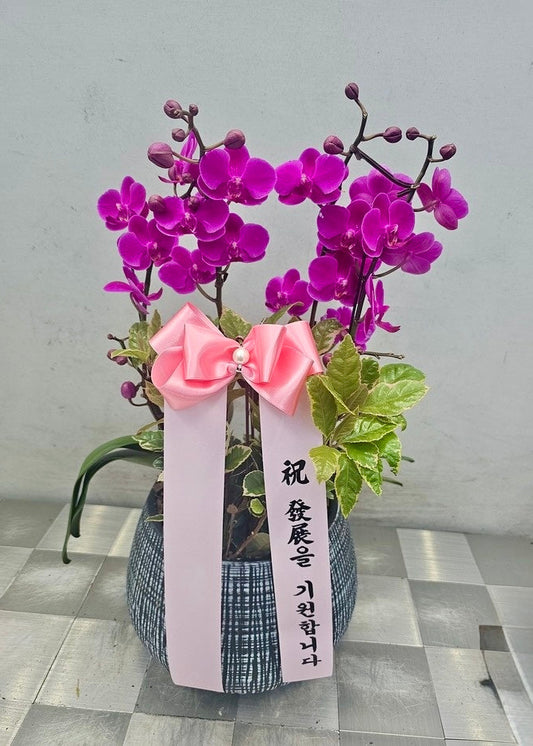 Purple Orchid Plant in Ceramic Pot – Delivered in Korea