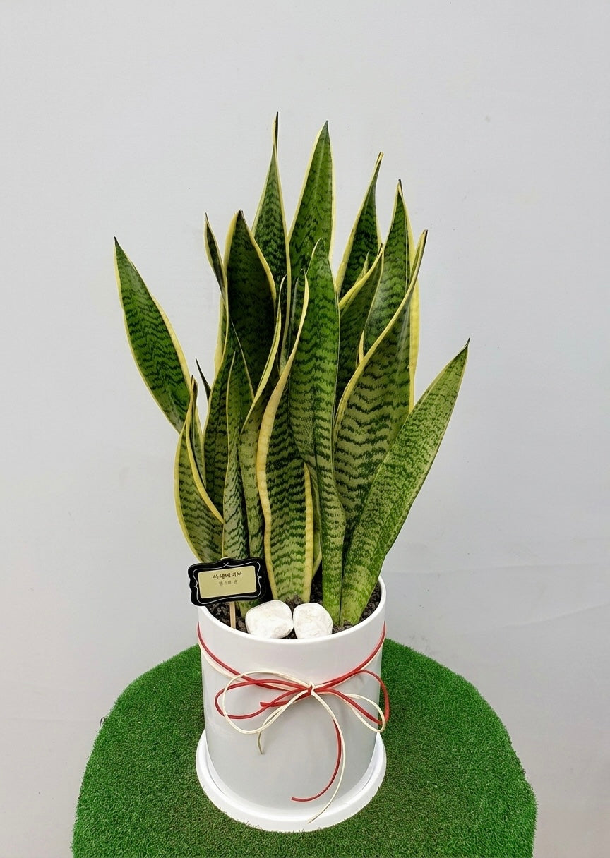 Golden Edge Sansevieria plant with upright green and yellow variegated leaves in a white ceramic pot, ideal for housewarming gifts, office décor, and easy-care indoor greenery.