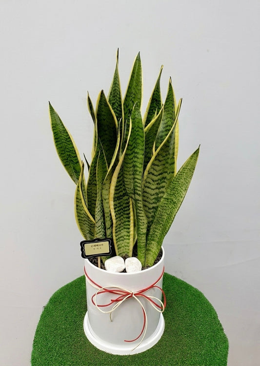Golden Edge Sansevieria plant with upright green and yellow variegated leaves in a white ceramic pot, ideal for housewarming gifts, office décor, and easy-care indoor greenery.