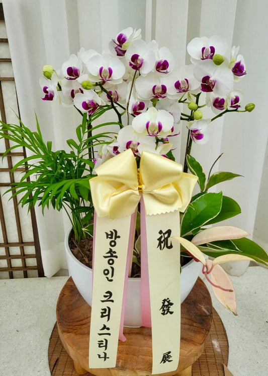 Elegant White Phalaenopsis Orchid in Ceramic Pot