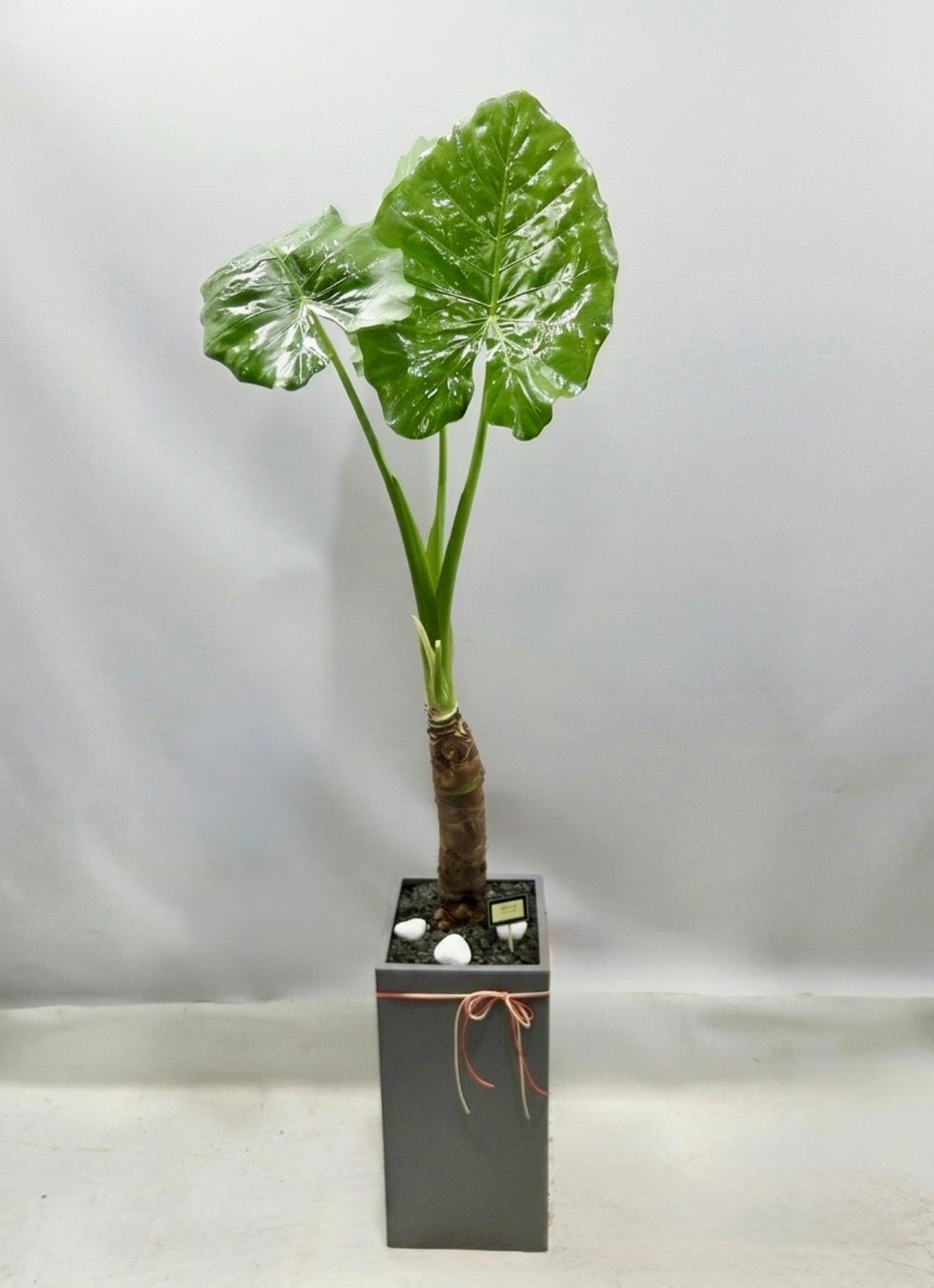 Large Alocasia plant with oversized glossy green leaves in a modern gray planter, perfect for elegant home or office décor.