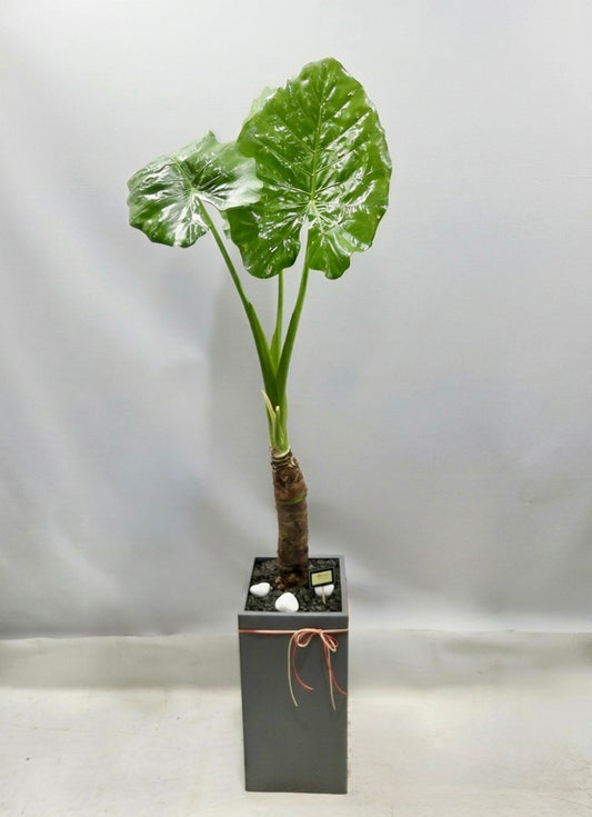 Large Alocasia plant with oversized glossy green leaves in a modern gray planter, perfect for elegant home or office décor.