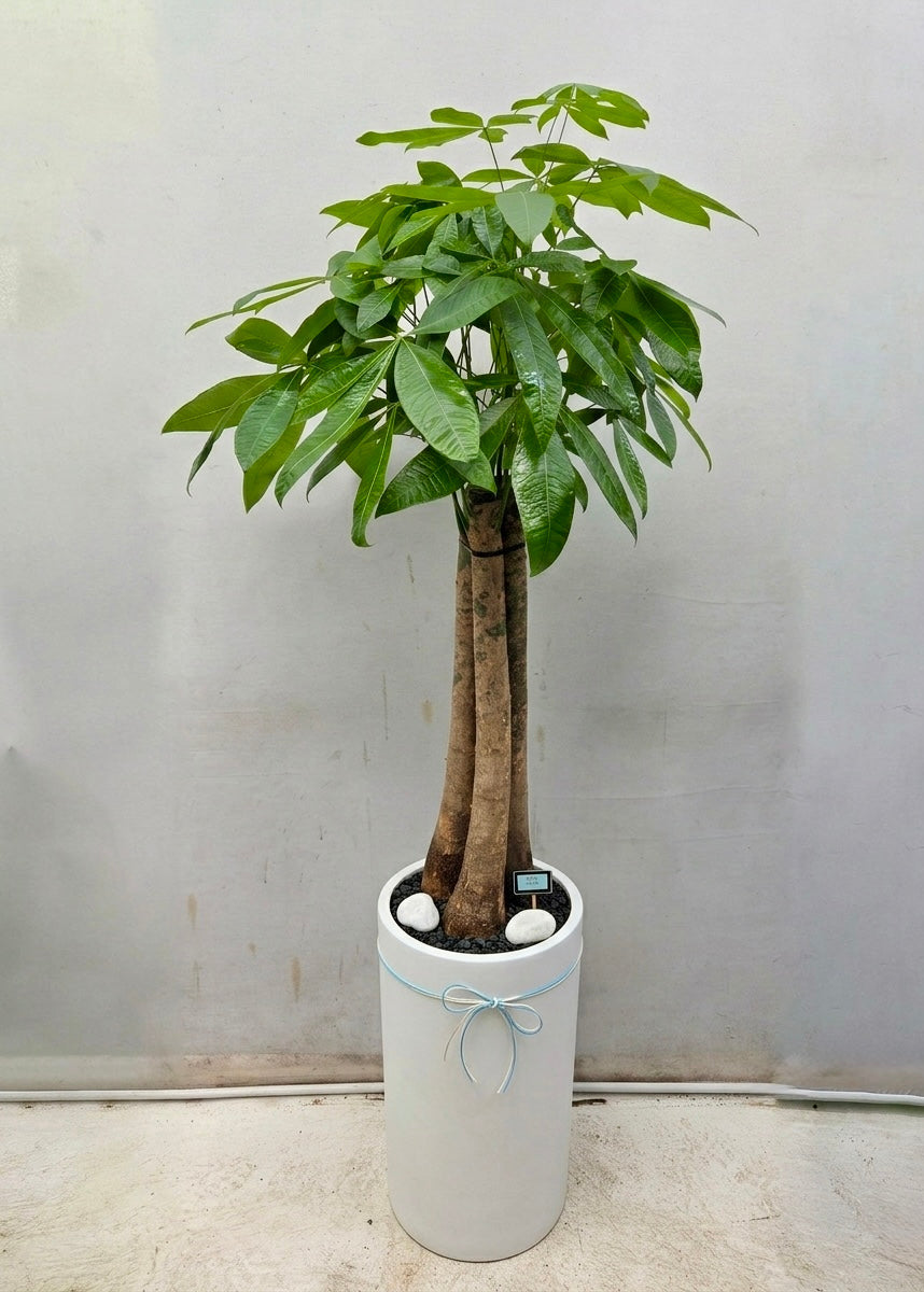 Grand Pachira Money Tree