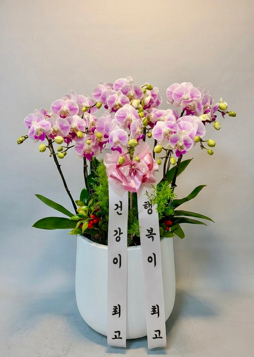 Grand Pink Orchid