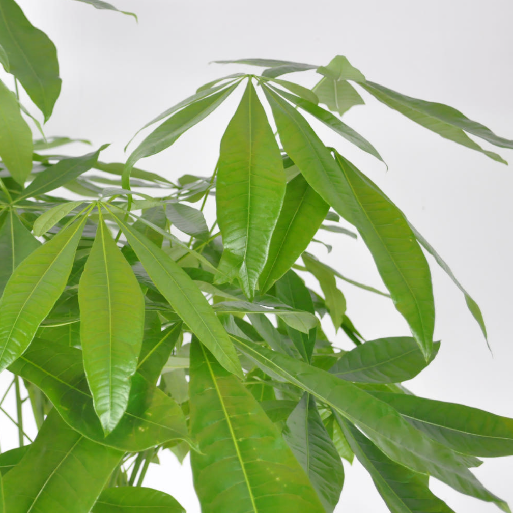 Grand Pachira Money Tree