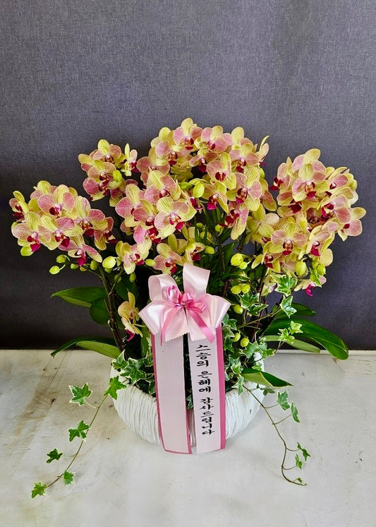 Yellow Phalaenopsis orchid in a decorative ceramic pot with accent greenery – elegant gift for celebrations or office decor