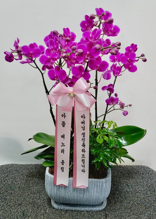 Elegant purple orchid in a ceramic pot with lush greenery