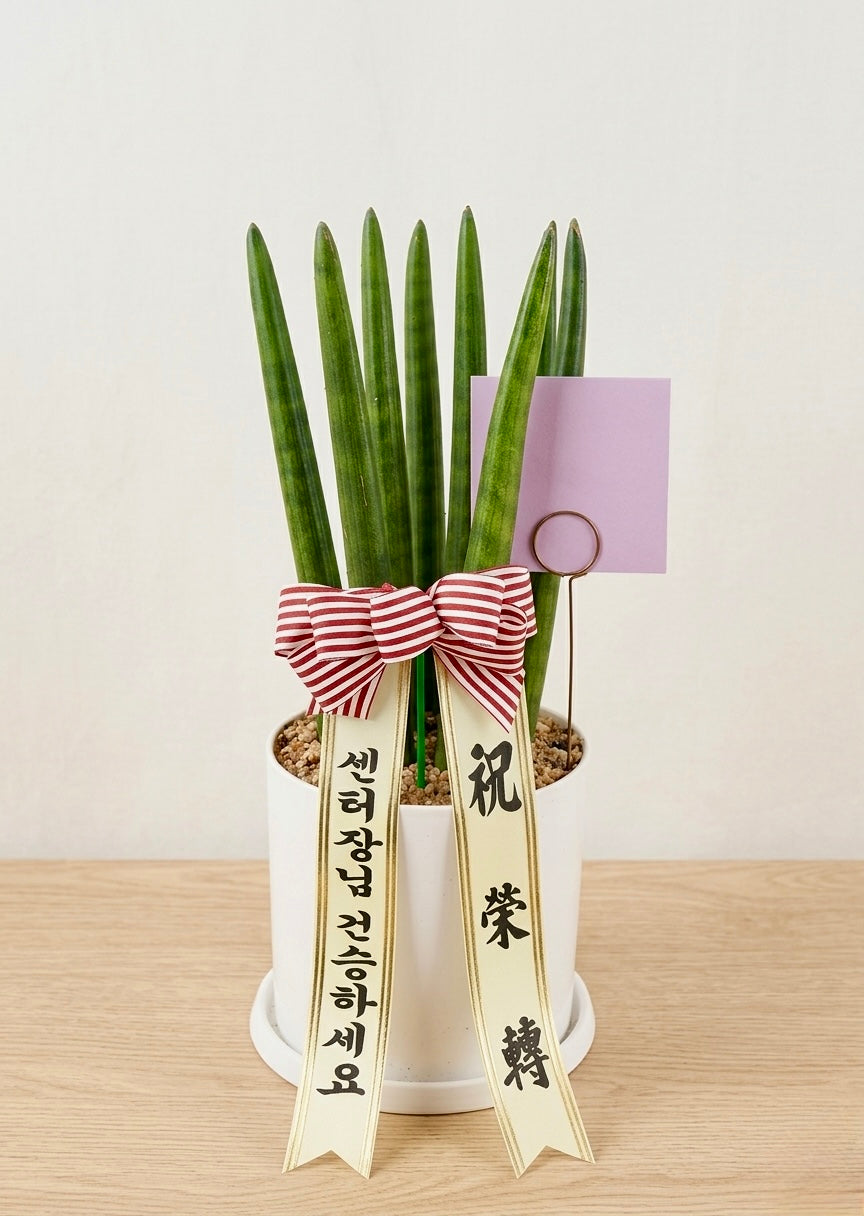 Lucky Spear Plant