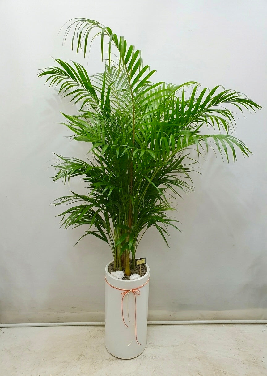Large Areca Palm with lush tropical green fronds in a tall white planter, ideal for office lobbies, reception areas, housewarming gifts, and elegant indoor décor.