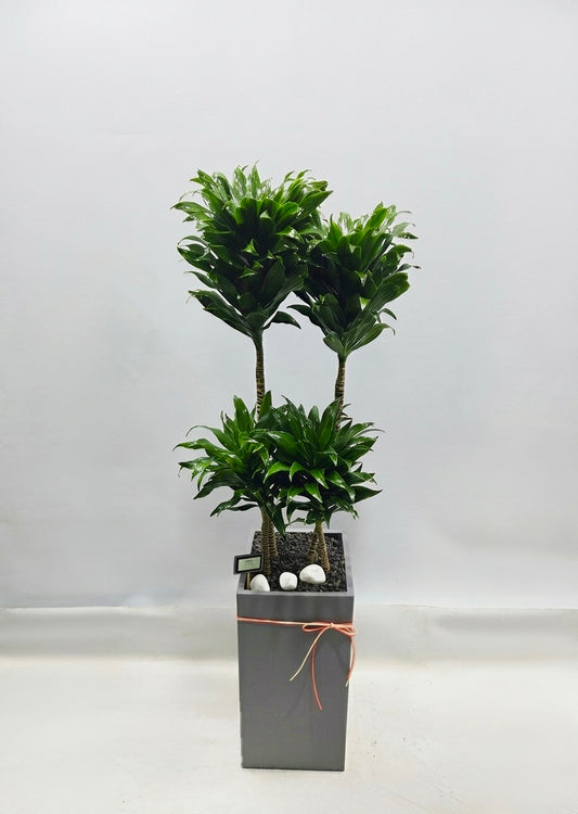Large Dracaena Compacta plant with dense dark green foliage in a modern gray planter, ideal for elegant home, office, or reception area décor.