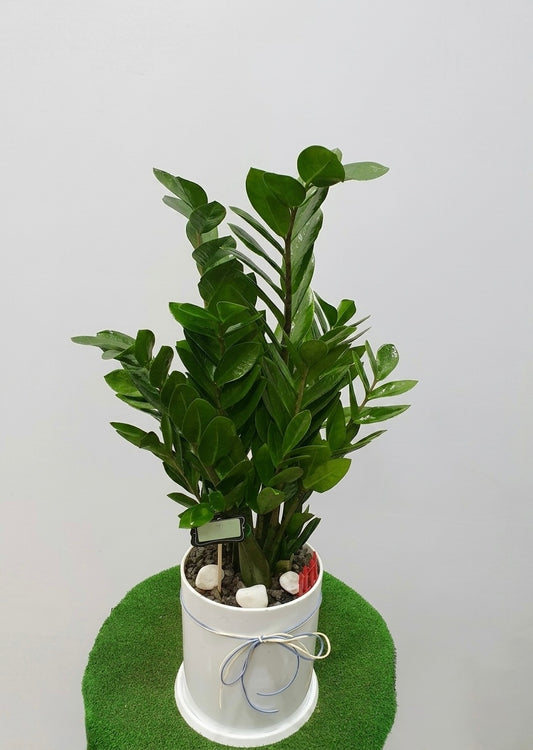 ZZ Plant with glossy dark green leaves in a white planter, ideal for office desks, housewarming gifts, and symbols of prosperity and good fortune.