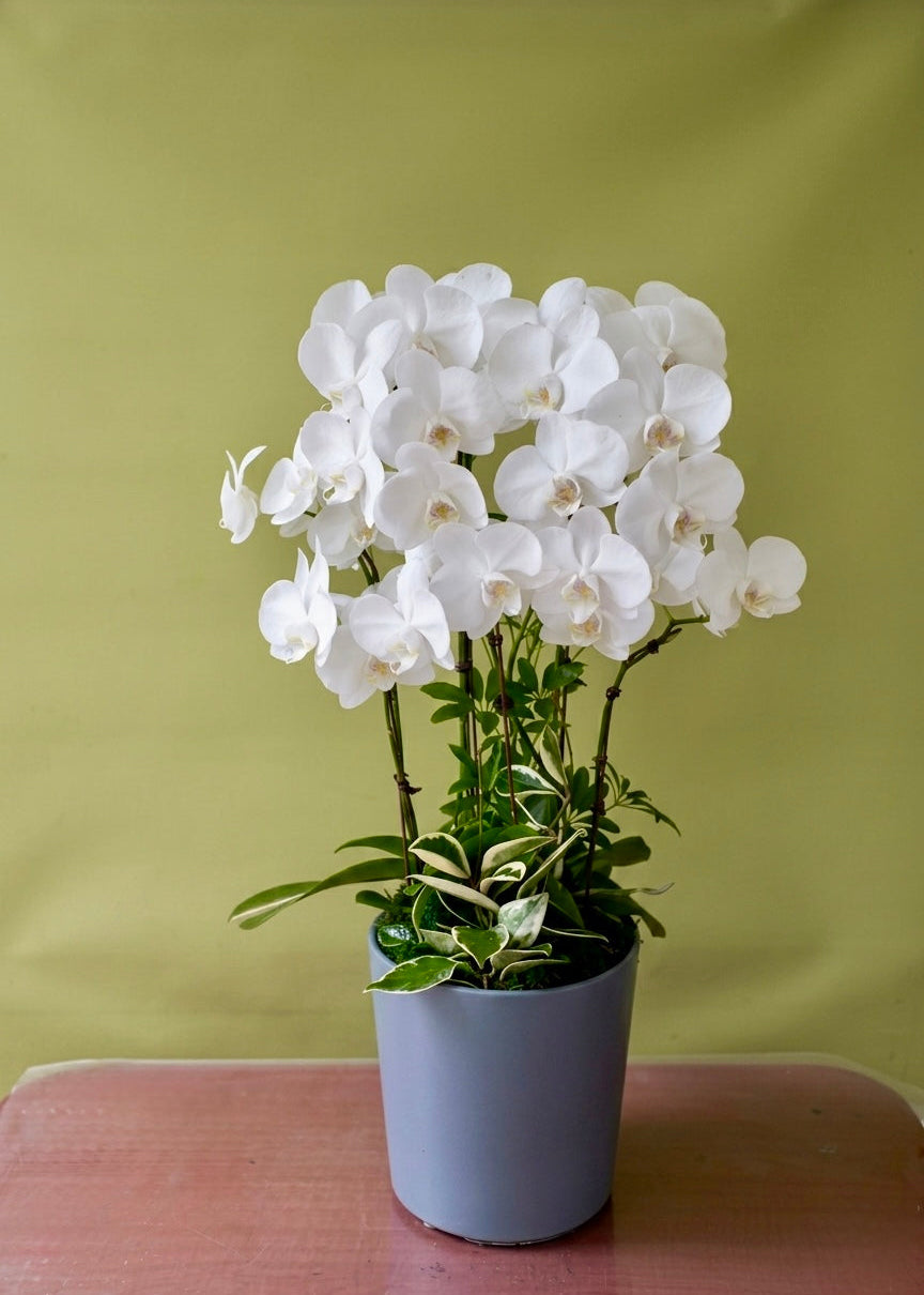 White Phalaenopsis orchid plant with abundant white blooms and fresh greenery in a modern gray planter, ideal for thank-you gifts, business occasions, and elegant home decor.