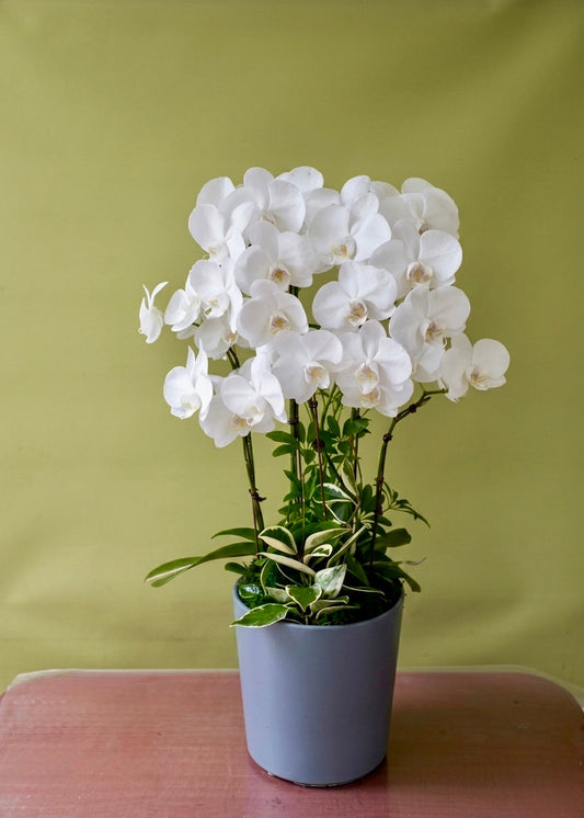 White Phalaenopsis orchid plant with abundant white blooms and fresh greenery in a modern gray planter, ideal for thank-you gifts, business occasions, and elegant home decor.