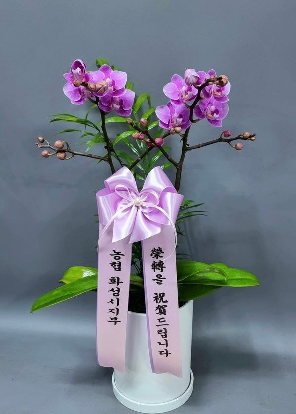 Small purple Phalaenopsis orchid plant with two stems in a white pot, decorated with a pink ribbon, ideal as an affordable gift or home décor