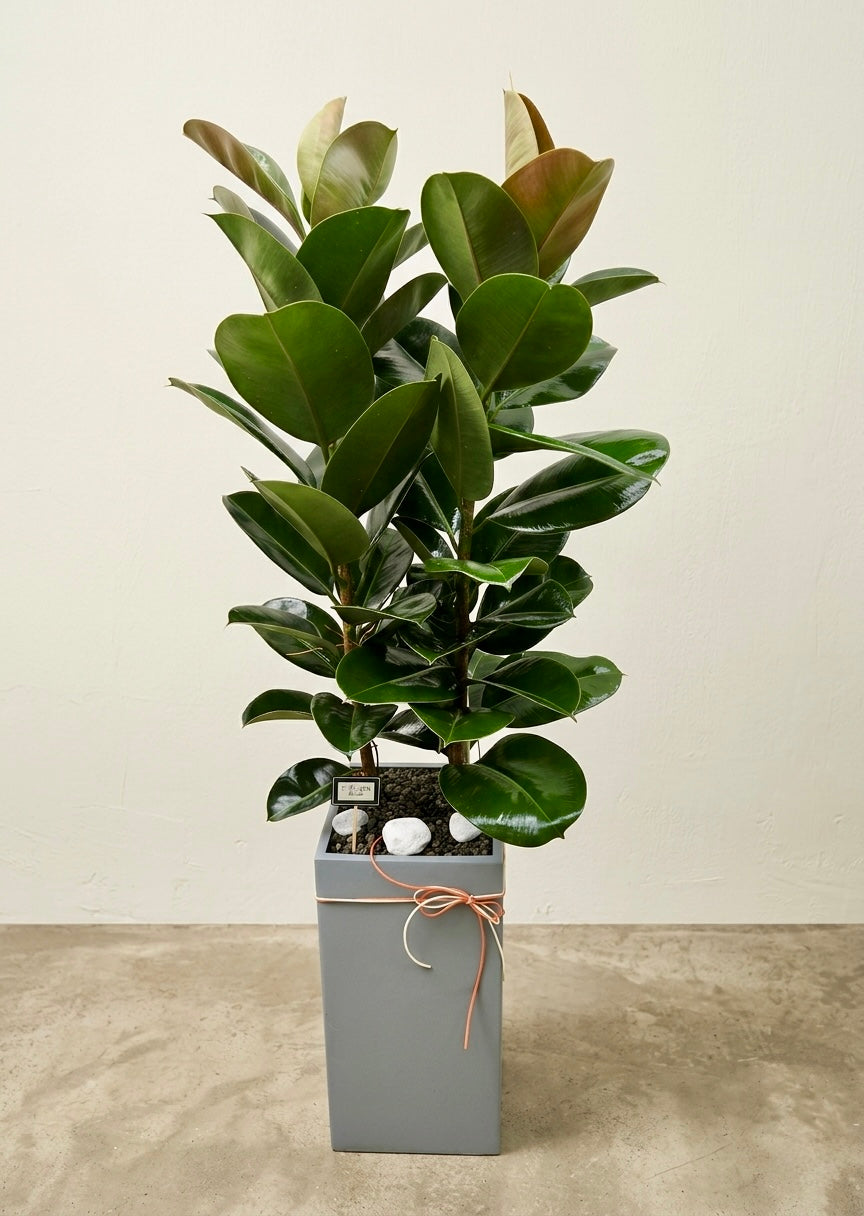 Robust Indian Rubber Plant