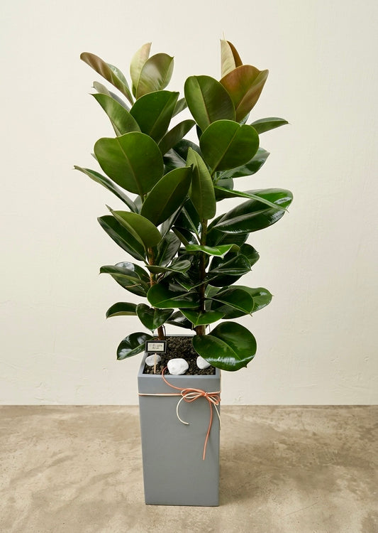 Robust Indian Rubber Plant