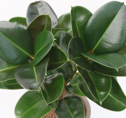 Robust Indian Rubber Plant